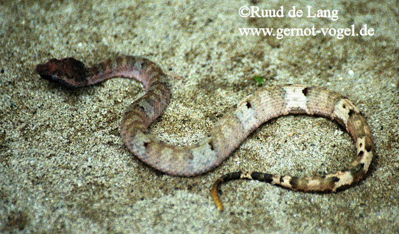 Trimeresurus andalasensis2.jpg